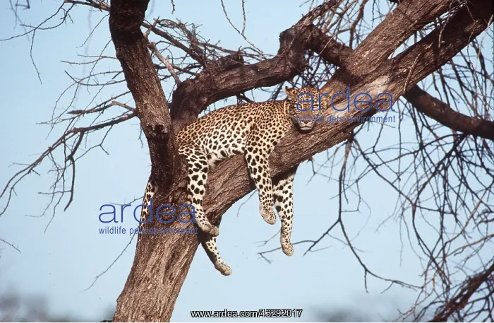 : LEOPARD - female on tree : LEOPARD - female on tree