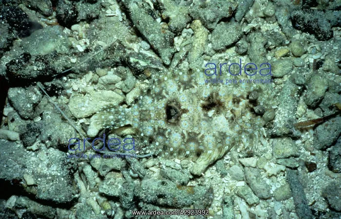 : Leopard Flounder : Leopard Flounder