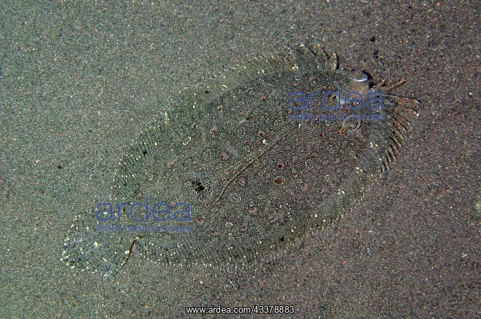 : Leopard Flounder : Leopard Flounder