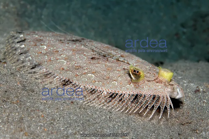  : Leopard flounder (Bothus pantherinus), on sandy