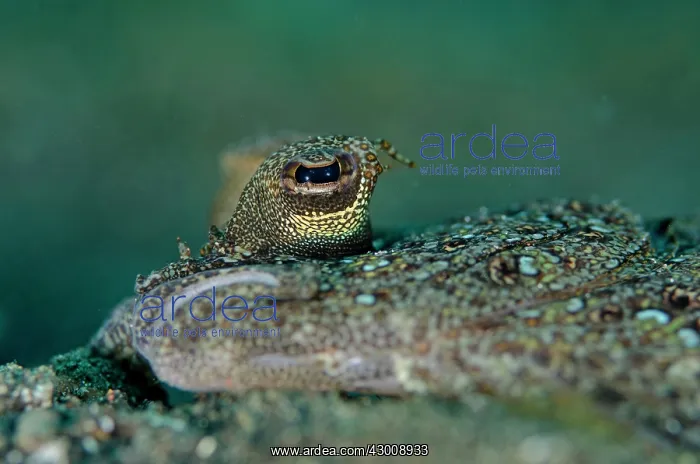 : Leopard Flounder close-up of eye Jahir dive site : Leopard Flounder close-up of eye Jahir dive site
