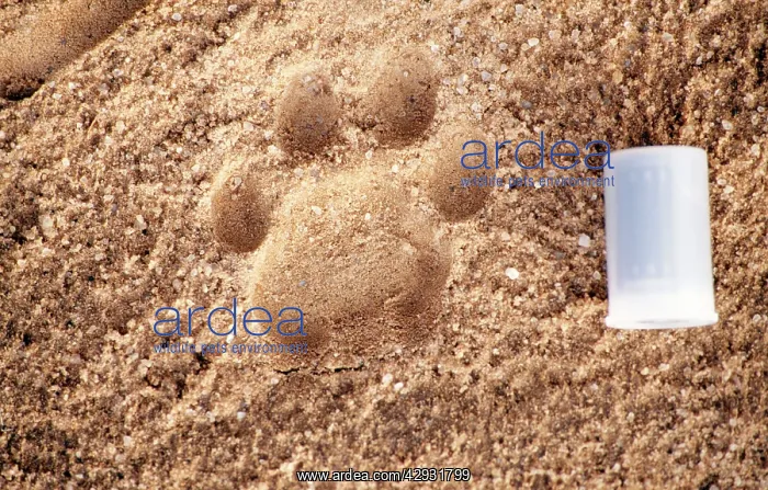  : LEOPARD Footprints - to scale with film case