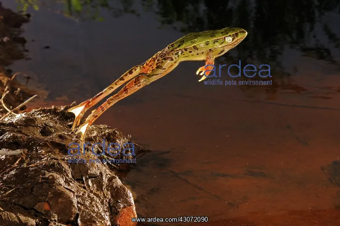 : Leopard Frog : Leopard Frog