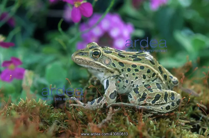  : Leopard Frog