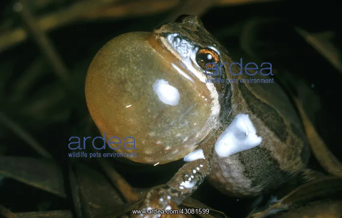 : Leopard Frog : Leopard Frog