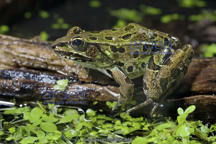 : Leopard Frog : Leopard Frog