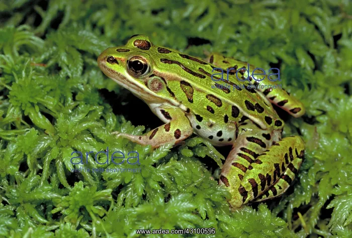  : Leopard frog