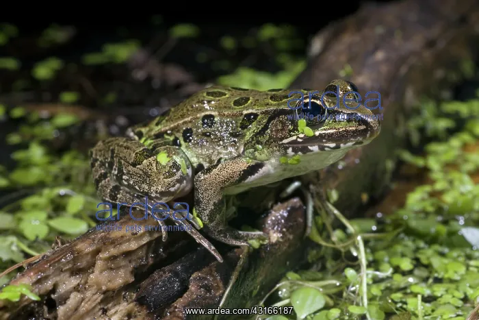 : Leopard Frog : Leopard Frog