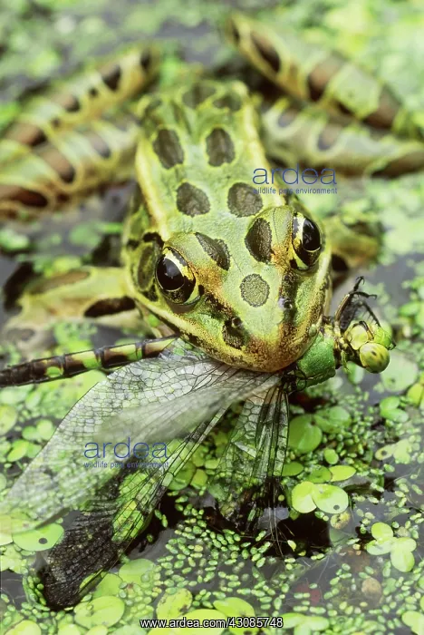: Leopard Frog Eating Dragonfly : Leopard Frog Eating Dragonfly
