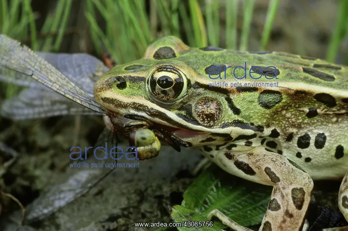 : Leopard Frog Eating Dragonfly : Leopard Frog Eating Dragonfly
