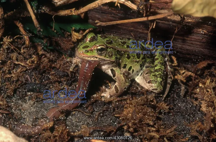 : Leopard Frog Eating Worm : Leopard Frog Eating Worm