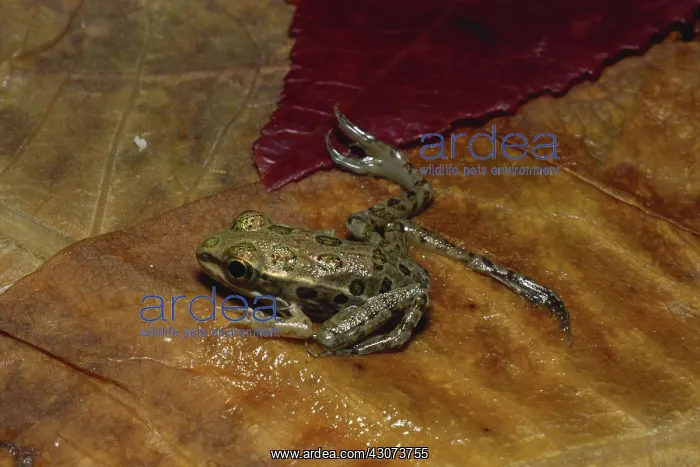 : Leopard Frog with Extra Legs : Leopard Frog with Extra Legs