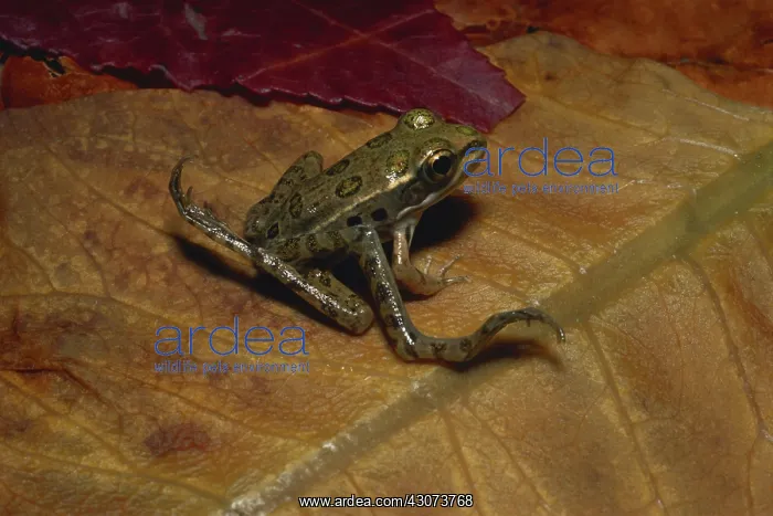 : Leopard Frog with Extra Legs : Leopard Frog with Extra Legs