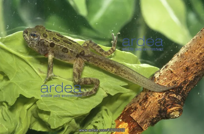 : Leopard Frog froglet : Leopard Frog froglet