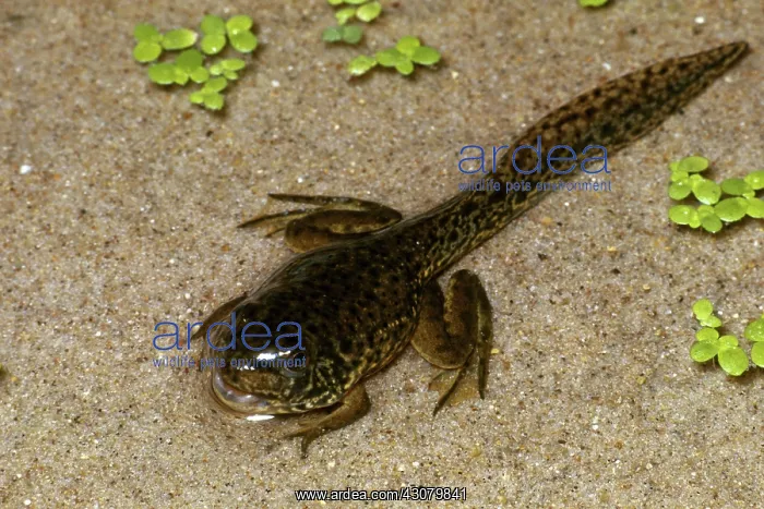 : Leopard Frog Tadpole : Leopard Frog Tadpole