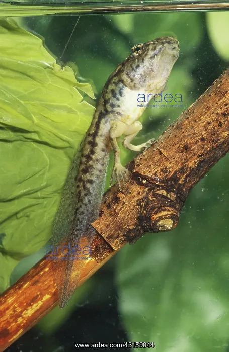 : Leopard Frog Tadpole : Leopard Frog Tadpole