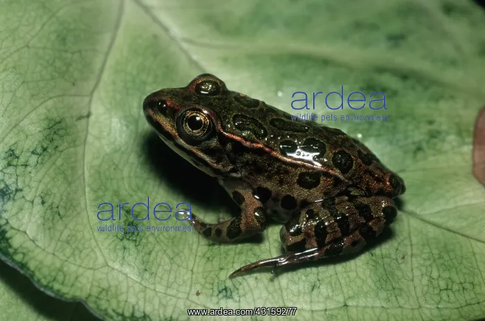 : Leopard Froglet : Leopard Froglet