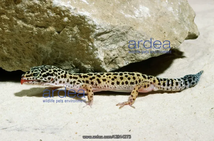 : Leopard Gecko : Leopard Gecko