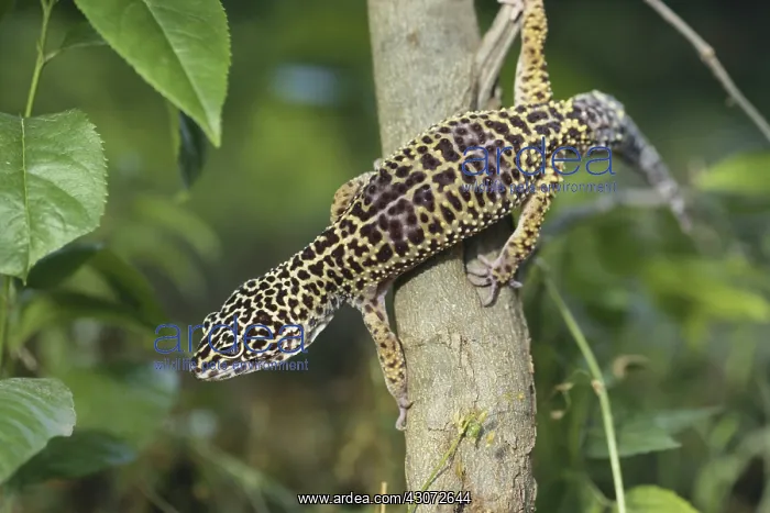 : Leopard Gecko : Leopard Gecko