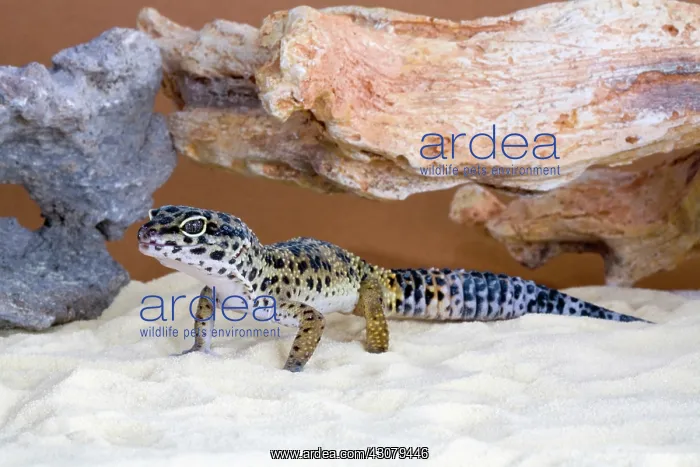 : Leopard Gecko : Leopard Gecko
