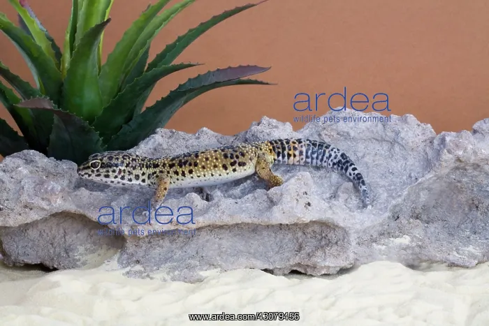 : Leopard Gecko : Leopard Gecko