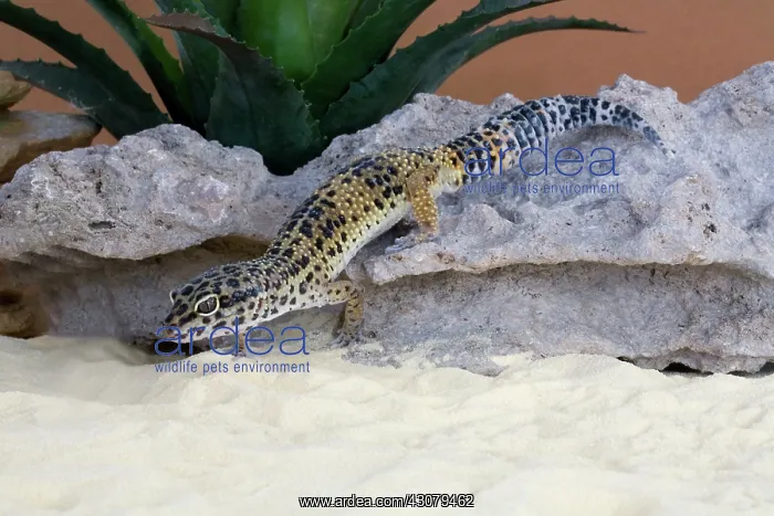 : Leopard Gecko : Leopard Gecko