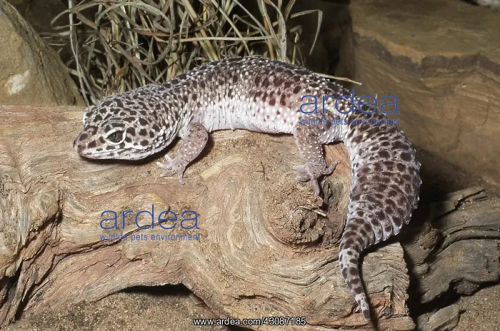 : Leopard Gecko : Leopard Gecko