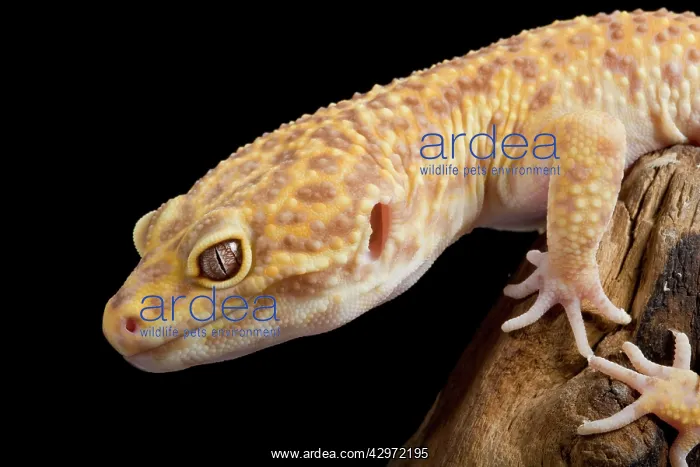 : Leopard Gecko - Albino mutation : Leopard Gecko - Albino mutation