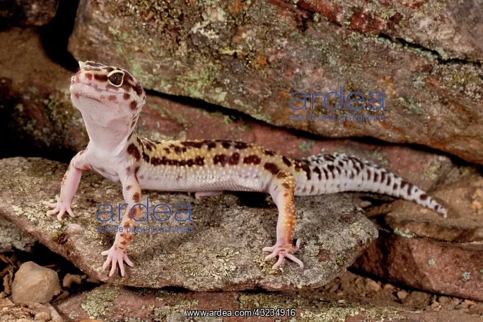 : Leopard Gecko, Eublepharis macularis, Native : Leopard Gecko, Eublepharis macularis, Native