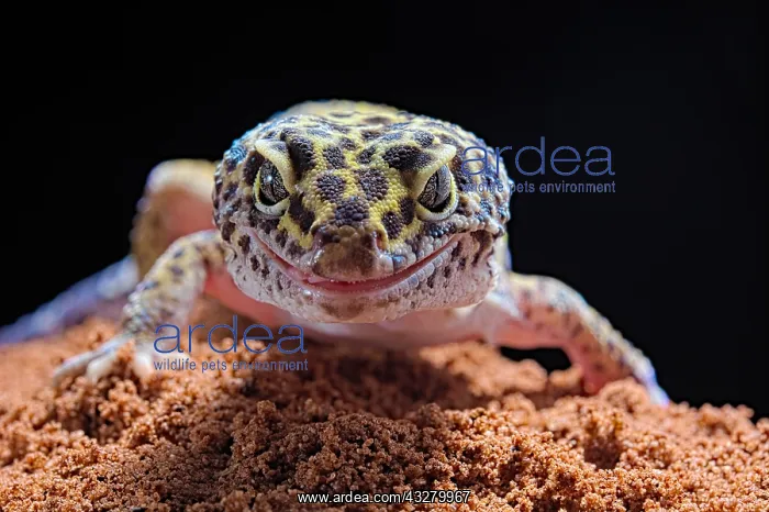 : Leopard gecko (Eublepharis macularius) on black : Leopard gecko (Eublepharis macularius) on black