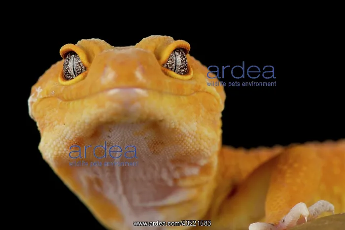 : Leopard gecko (Eublepharis macularius) Mandarin : Leopard gecko (Eublepharis macularius) Mandarin