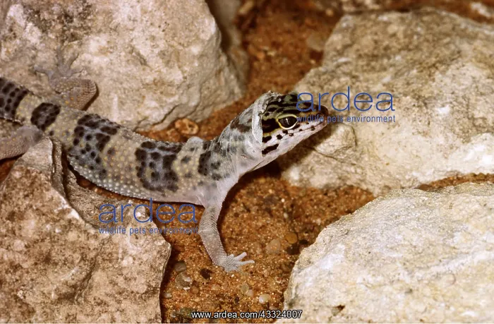 : Leopard GECKO - immature, shedding skin : Leopard GECKO - immature, shedding skin