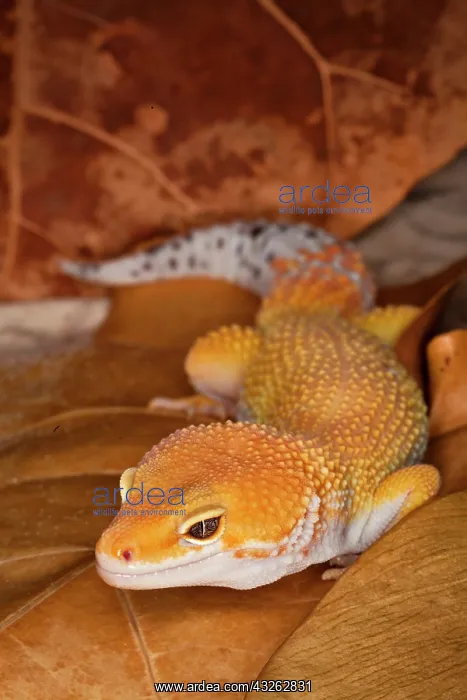 : Leopard Gecko morph (Eublepharis macularius) : Leopard Gecko morph (Eublepharis macularius)