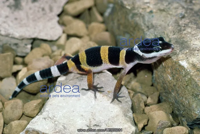: Leopard Gecko - newly hatched - a popular species : Leopard Gecko - newly hatched - a popular species