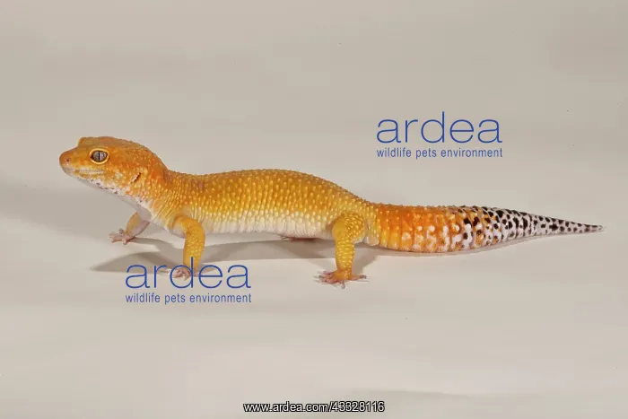 : Leopard Gecko, Tangerine Phase, Eublepharis : Leopard Gecko, Tangerine Phase, Eublepharis