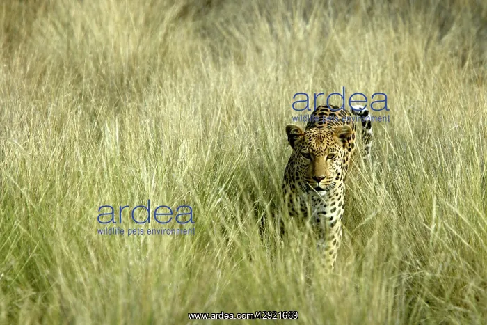 : Leopard - in grass : Leopard - in grass