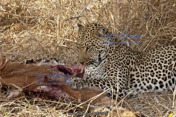 : Leopard - on ground feeding on impala : Leopard - on ground feeding on impala