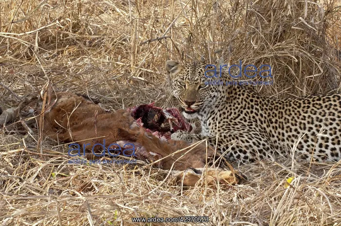 : Leopard - on ground feeding on impala : Leopard - on ground feeding on impala