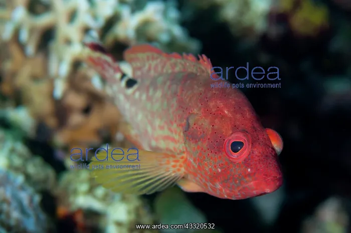 : Leopard Grouper : Leopard Grouper