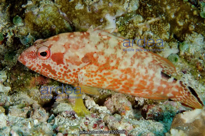: Leopard Grouper - Batu Kapal dive site, Banda Neira : Leopard Grouper - Batu Kapal dive site, Banda Neira