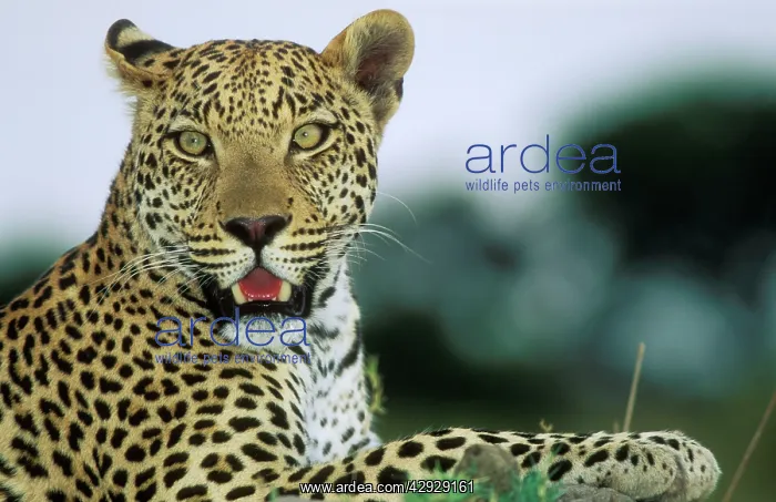 : LEOPARD - HEAD : LEOPARD - HEAD