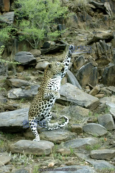 : Leopard - on hind legs : Leopard - on hind legs
