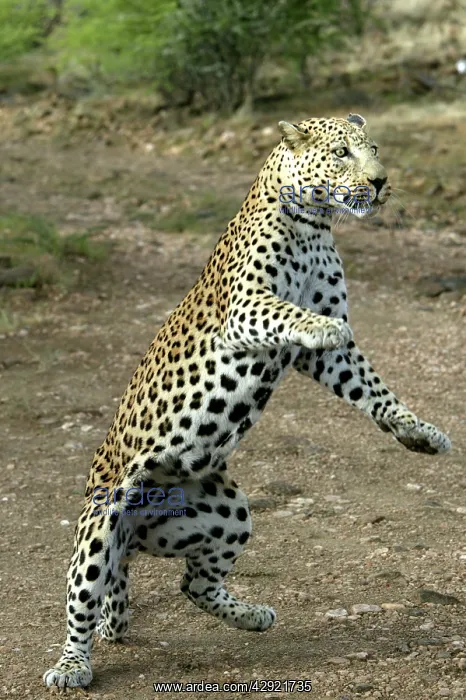 : Leopard - on hind legs : Leopard - on hind legs