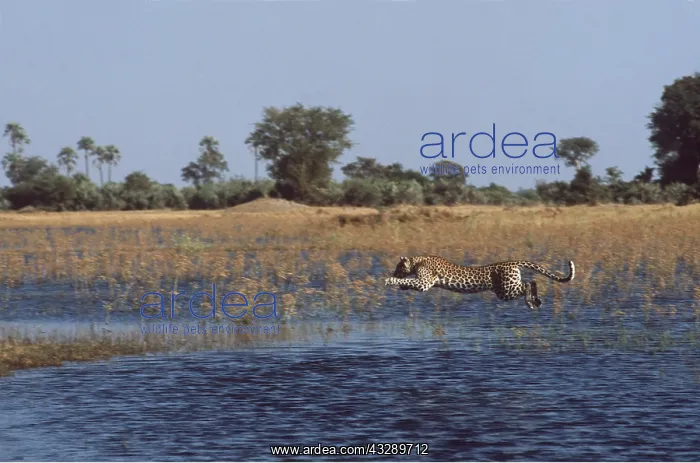 : LEOPARD - Jumping over water : LEOPARD - Jumping over water