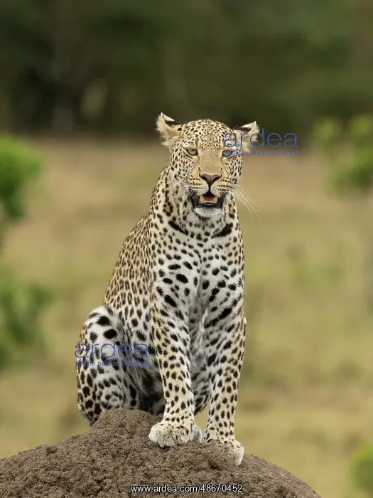 : Leopard, Kenya, Africa : Leopard, Kenya, Africa