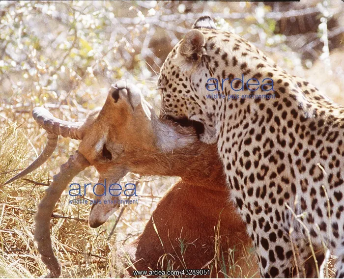 : LEOPARD - killing Impala : LEOPARD - killing Impala