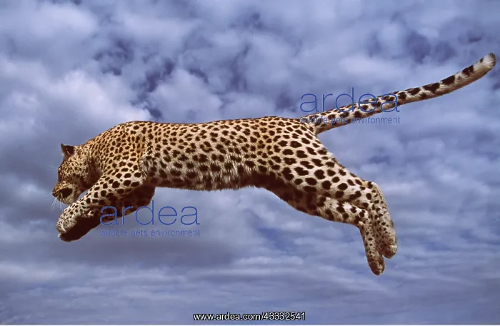 : LEOPARD - leaping : LEOPARD - leaping