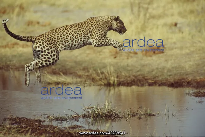 : LEOPARD - Leopard leaping over water : LEOPARD - Leopard leaping over water