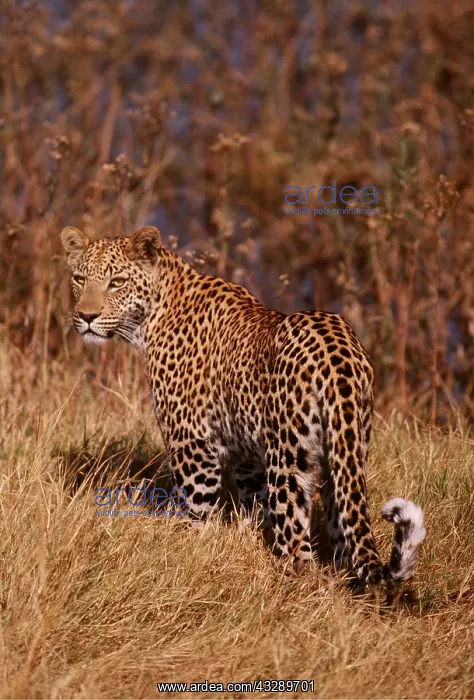 : LEOPARD - looking back : LEOPARD - looking back