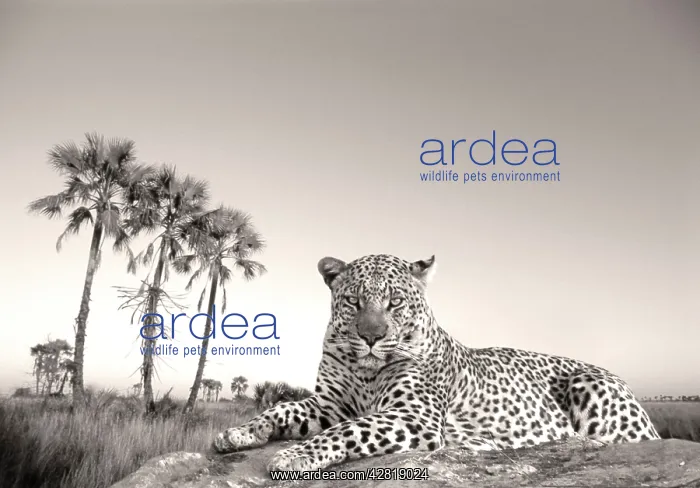 : Leopard - male rests on termite mound : Leopard - male rests on termite mound